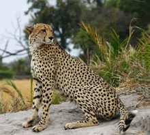 Cheetah Conservation - Luxury Southern African Safaris