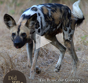 African Wild Dogs - Luxury Southern African Safaris