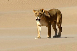 Lion Pride Farewell at the Skeleton Coast - Southern African Conservation