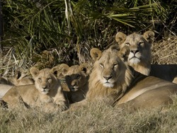 "The Last Lions" Documentary - Okavango Delta Conservation