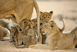 "The Last Lions" - Botswana Conservation