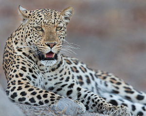 Luxury Botswana Safari - Leopard Photography in the Chobe National Park