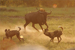 Wild Dogs at Kwando Camp - Luxury Botswana Safaris
