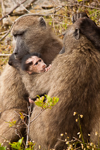 Chacma Baboons - Luxury Southern African Safaris