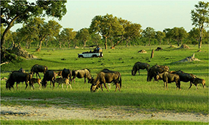 Luxury Botswana Safari - Okavango Delta Game Drive