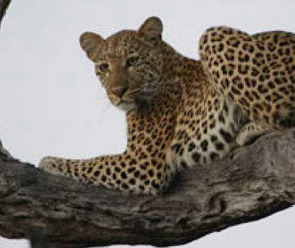 'Lions & Leopards' - Southern African Wildlife Conservation