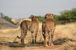 Luxury Namibia Safaris - Cheetah Rehabilitation on the Okonjima Reserve