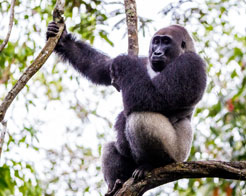 Luxury Congo Safaris - Gorilla Tracking at Ngaga Camp