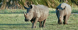 Black Rhinos in Botswana - Luxury Southern African Safaris