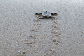 Luxury South Africa Vacations - Turtles at Rocktail Beach Camp