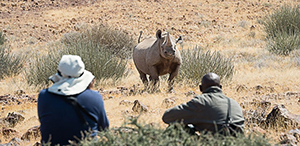 Luxury Namibia Safaris - Desert-Adapted Black Rhino at Desert Rhino Camp