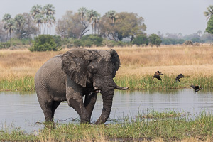 Quality Wildlife Photography - Lenses for Safari