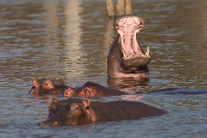 Dramatic Hippo Photography - Zoom Lenses for Safari
