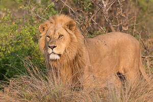 Lion Photography in Southern Africa - Renting a Quality Lens