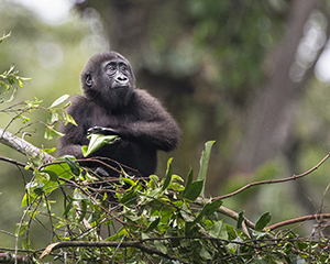 Luxury Congo Safaris - Gorilla Photography at Odzala