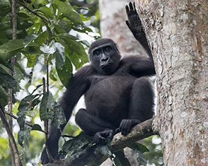 Gorilla Photography in the Congo - Luxury Odzala Safaris