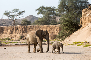 Luxury Namibia Safaris - Desert Elephants at Hoanib Skeleton Coast