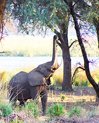 Luxury Zambia Safaris - Elephants at Anabezi Tented Camp