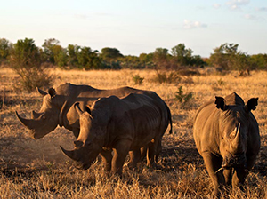 Luxury Zimbabwe Safaris - Rhinos at Singita Pamushana Camp