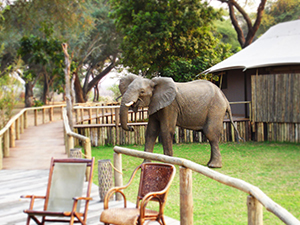 Anabezi Camp Visitor - Luxury Lower Zambezi Safaris