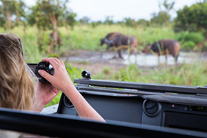 Photographing from the Safari Vehicle - Luxury Southern African Safaris