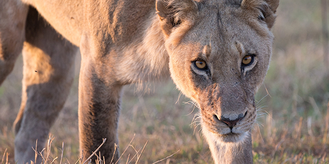   Luxury  Safari South Africa, Botswana and Zambia - Lioness Prowls the Delta