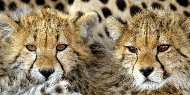 Cheetah cubs - Highlights | Southern African Safaris | Classic Africa