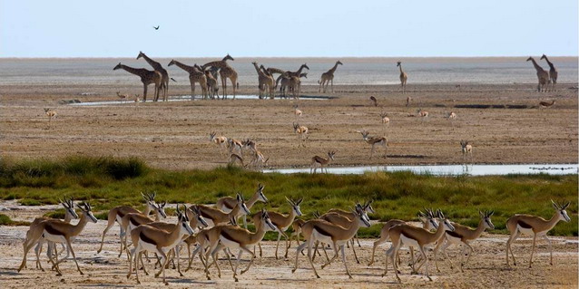 Wildlife on Etosha Pan - Late Dry Season (Late September through Mid-November) | Luxury African Safari Vacations | Classic Africa