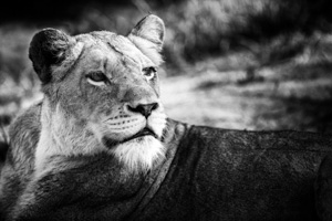 Luxury Southern African Safaris - Lion Photography in Black and White