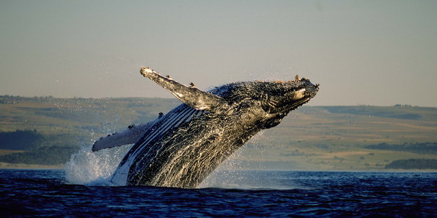 Southern Right Whale - Best Time to Travel - Special Interest | Luxury African Safari Tours | Classic Africa