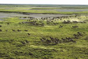 jack's camp botswana luxury safaris