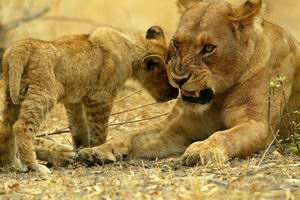 savuti camp botswana luxury safaris