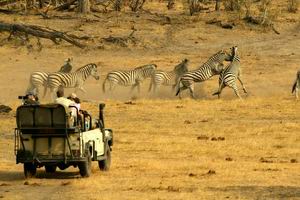 savuti camp luxury safari