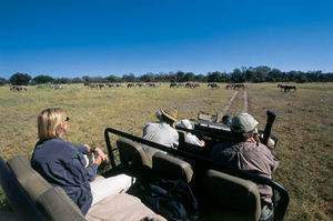 duma tau camp safari chobe park