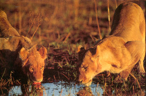 duma tau camp luxury safari