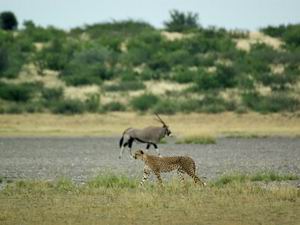 Luxury African Safari Vacations | Classic Kalahari Safari | Classic Africa