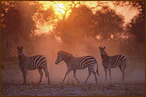 kwando luxury safari
