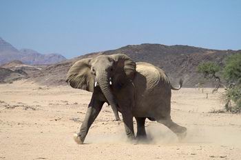 Luxury African Safaris - Great Namibian Journey | Luxury African Safari Vacations | Classic Africa
