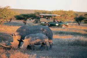 ongava private game reserve safari namibia