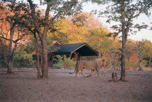 ongava private game reserve safari