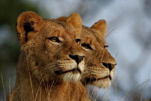 leopard hills private game reserve luxury safari