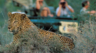 Luxury African Safaris - Limpopo Sand Safari | Luxury African Safari Vacations | Classic Africa