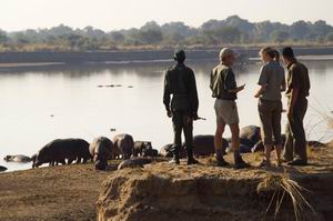 nkwali camp zambia luxury safaris