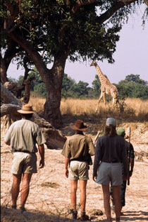Robin Pope Mobile Walking | Luxury African Safari Vacations | Classic Africa - Luxury African Safaris