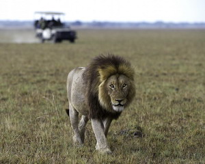 shumba camp kafue park luxury safari