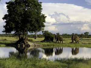 little makalolo camp hwange park luxury safari