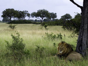 little makalolo camp luxury safari