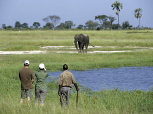 little makalolo camp safari zimbabwe