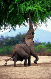 Best of Namibia Wing Safari | Luxury African Safari Vacations | Classic Africa - Luxury African Safaris