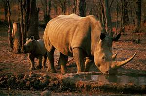 Best of Namibia Wing Safari | Luxury African Safari Vacations | Classic Africa - Best Luxury African Safaris